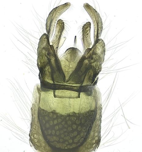 Chironomus plumosus